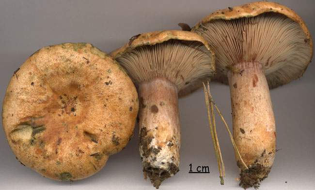 Lactarius sanguifluus